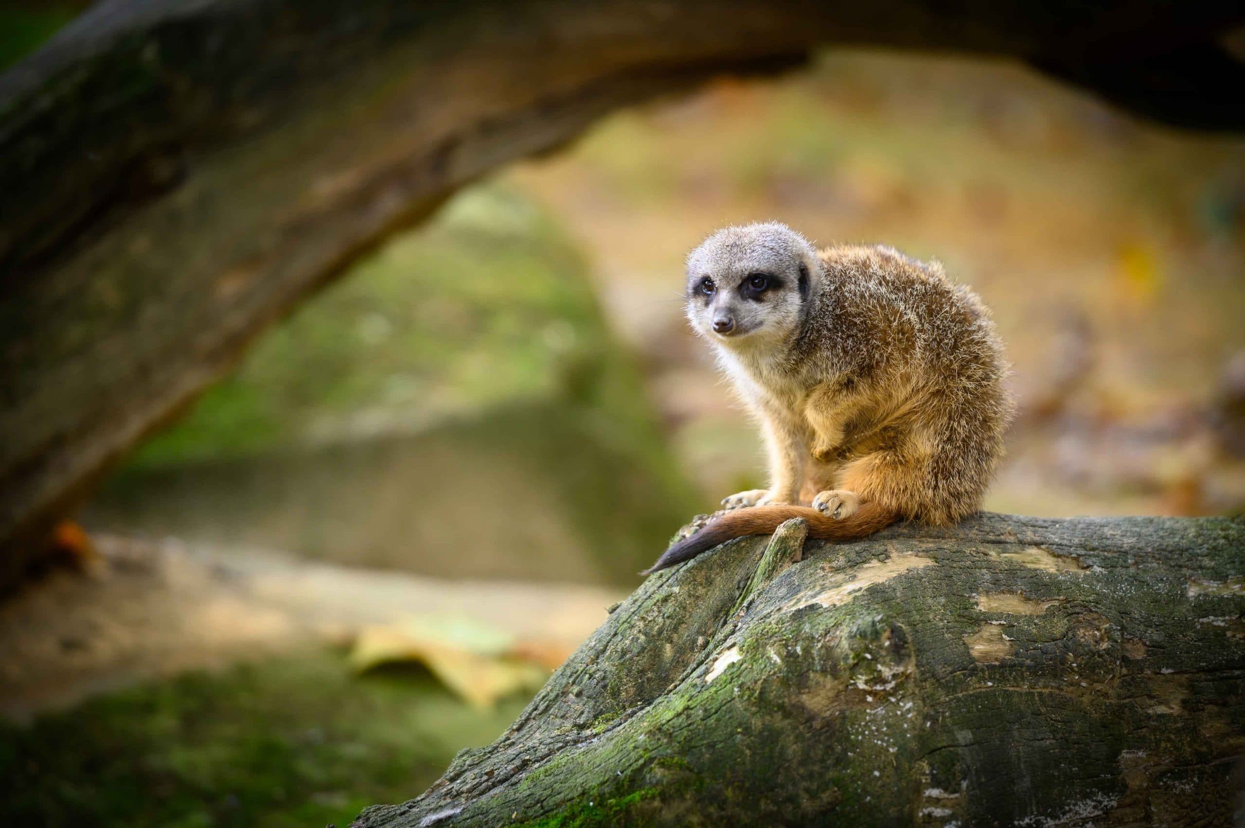 Antwerp Zoo