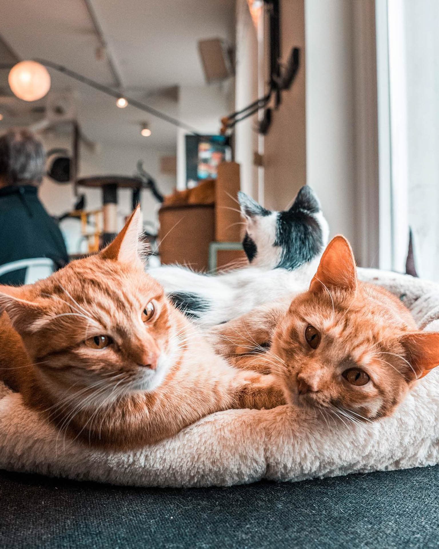 Cat Café Nurri