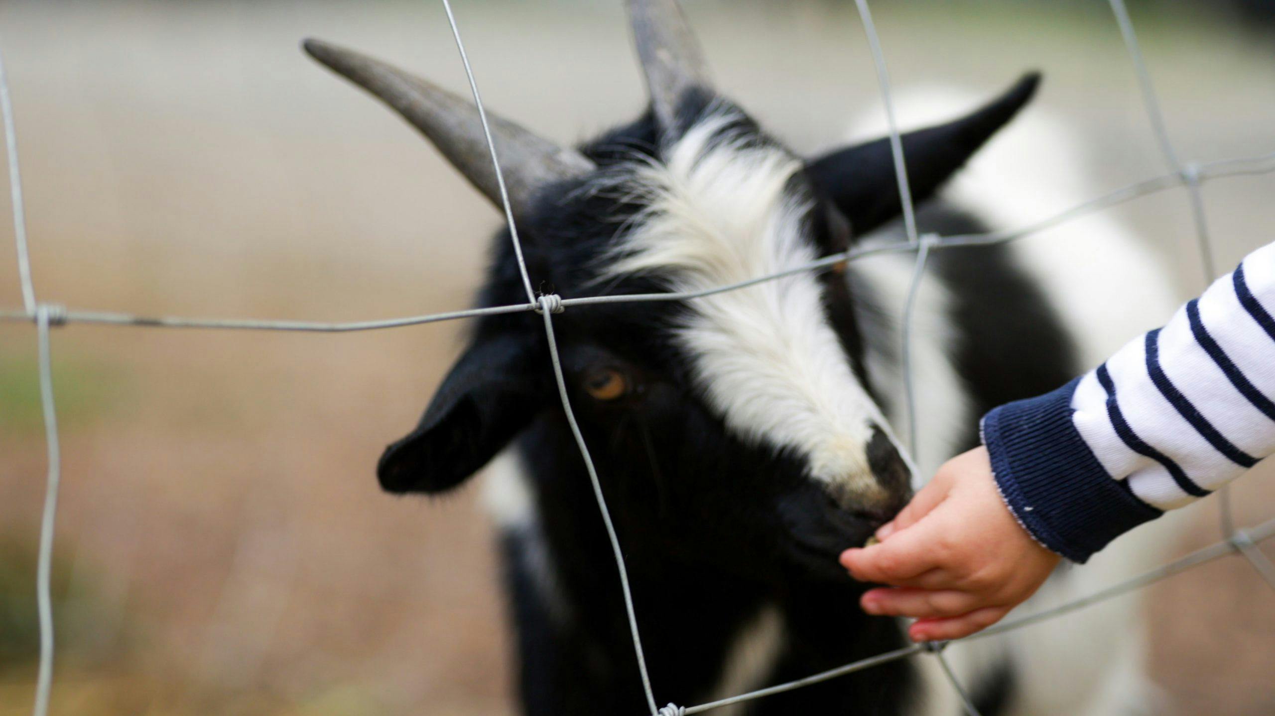 Farm visit in the city – Ekebergsletta